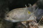 Yellowspotted spinefoot