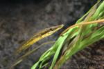 Sea stickleback *