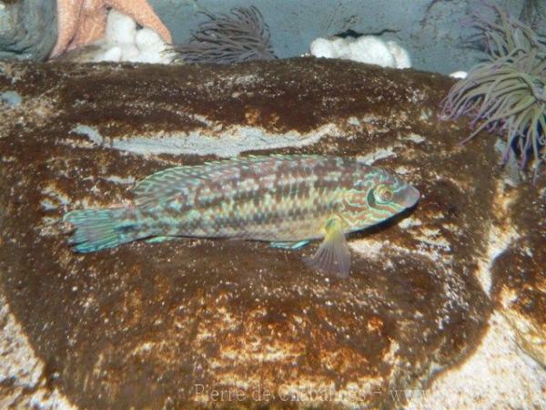 Corkwing wrasse