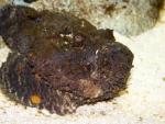 Stonefish *