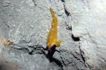 Black-faced blenny