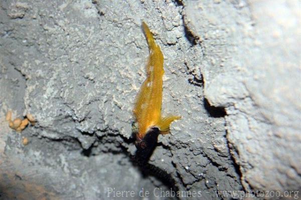 Black-faced blenny