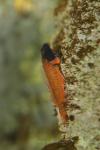 Red-black triplefin *