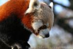 Red panda