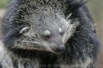 Malayan binturong