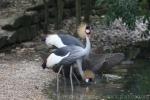 Grey crowned crane