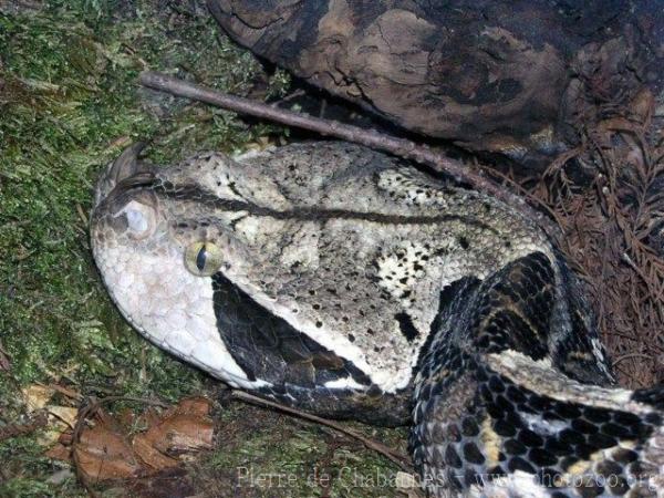 West-African gaboon viper