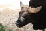 Indian gaur