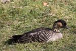 Hawaiian goose