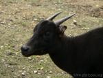 Lowland anoa