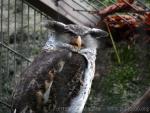 Spot-bellied eagle-owl