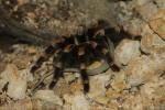 Mexican redknee tarantula