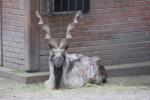 Turkmenistan markhor