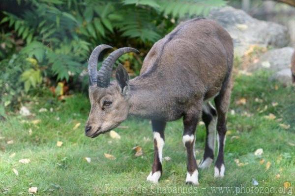 Nubian ibex *