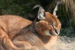 Southern caracal