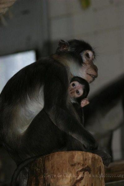 White-naped mangabey