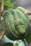 Emerald tree boa *