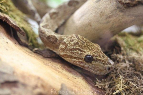 Garden tree boa