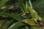 Dyeing poison frog