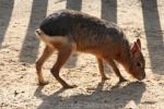 Patagonian mara