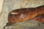 Red cornsnake *