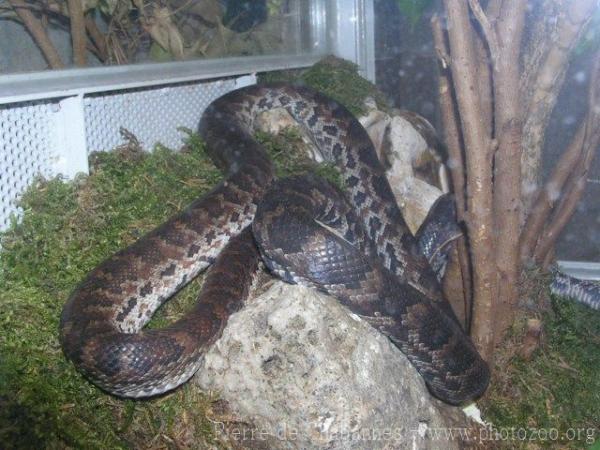 Hispaniolan boa *