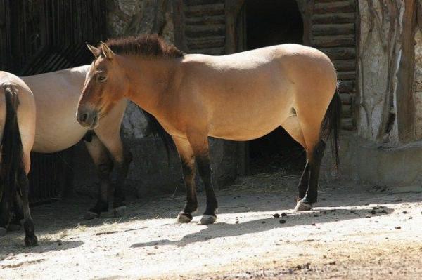 Przewalski's horse