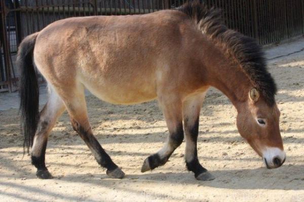 Przewalski's horse