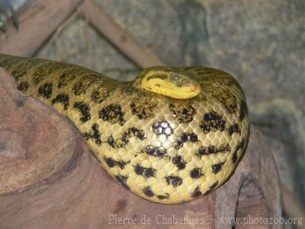 Yellow anaconda