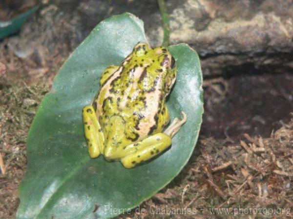 Riobamba marsupial frog *