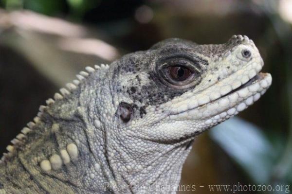 Weber's sailfin lizard