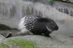 Indian crested porcupine