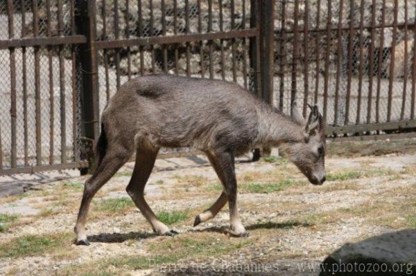 South Chinese goral