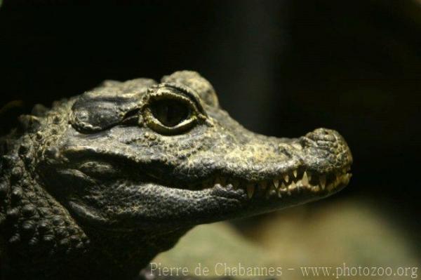 African dwarf crocodile