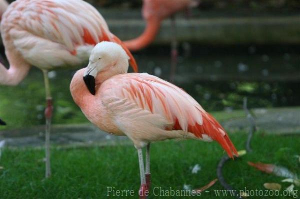 Chilean flamingo