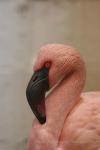 Lesser flamingo