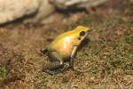 Golden poison frog