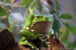 Giant monkey frog