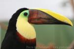 Chestnut-mandibled toucan