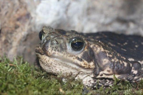 Cururu toad