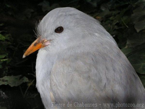 Kagu *