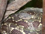 Western Madagascar tree boa *