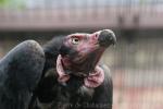 Red-headed vulture