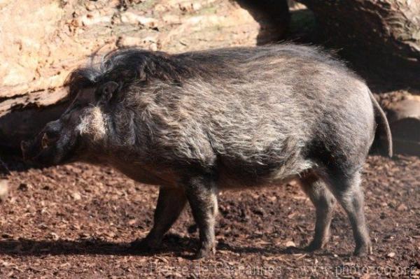 Visayan warty pig