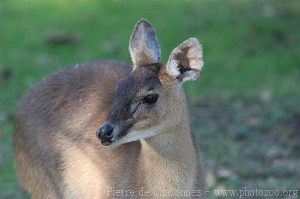 Four-horned antelope *