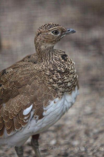 Little bustard