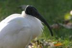 Black-headed ibis