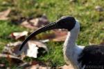 Straw-necked ibis