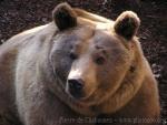 Syrian brown bear *