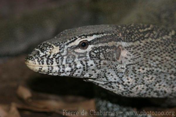 Nile monitor *